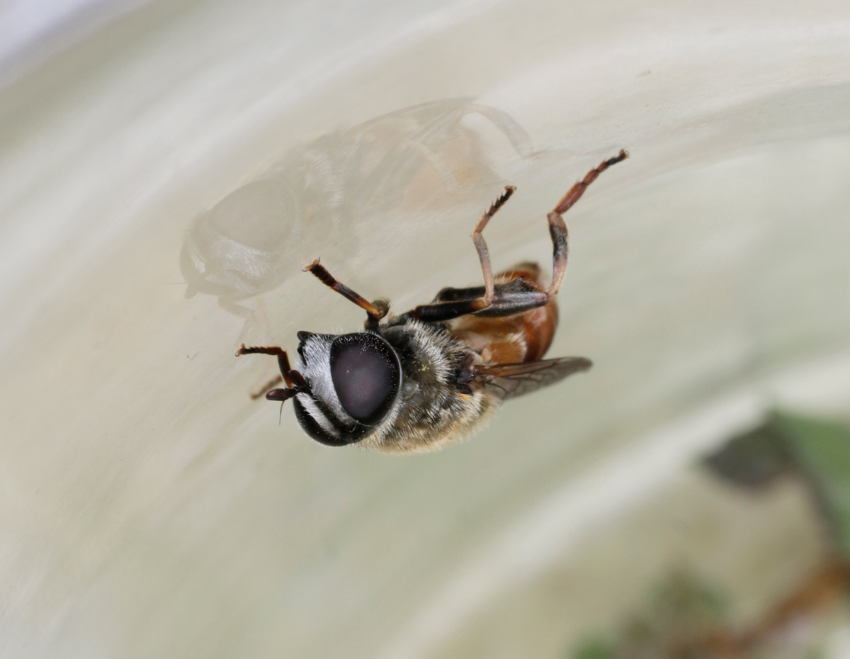 Syrphidae: Merodon sp., femmina